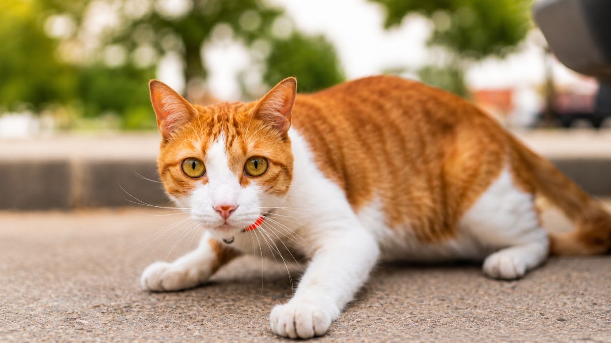 Starving Orange Tabby Asks Family for Help and Finds His Forever Home