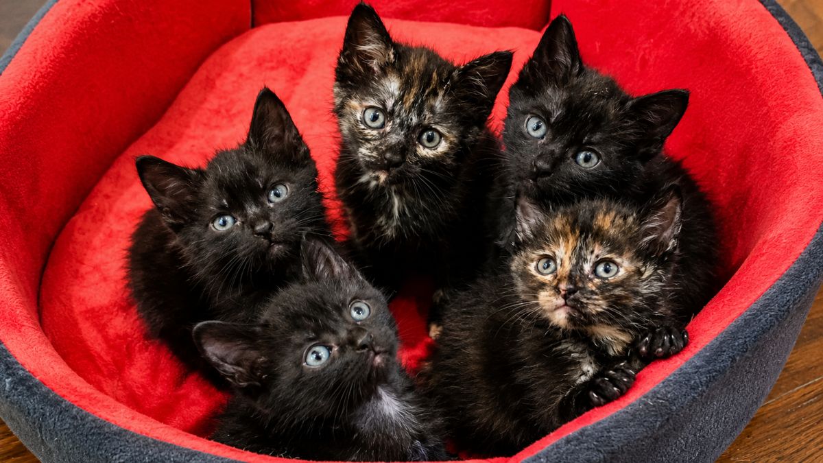 Teacher Stops for Abandoned Crate and Finds 5 Tiny Kittens Covered in Hay