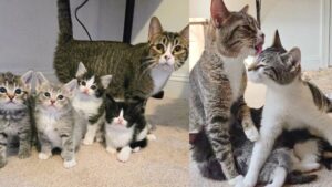They Discover a Cat and Her Kittens in a Parking Lot and Set Out to Give Them a Better Life