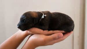 Tiny Black Puppy Found in a Plastic Bag Grows Into a Color-Changing Giant
