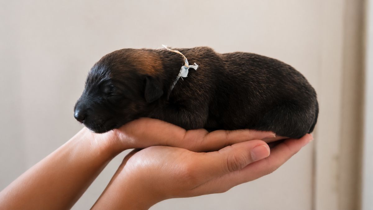 Tiny Black Puppy Found in a Plastic Bag Grows Into a Color-Changing Giant