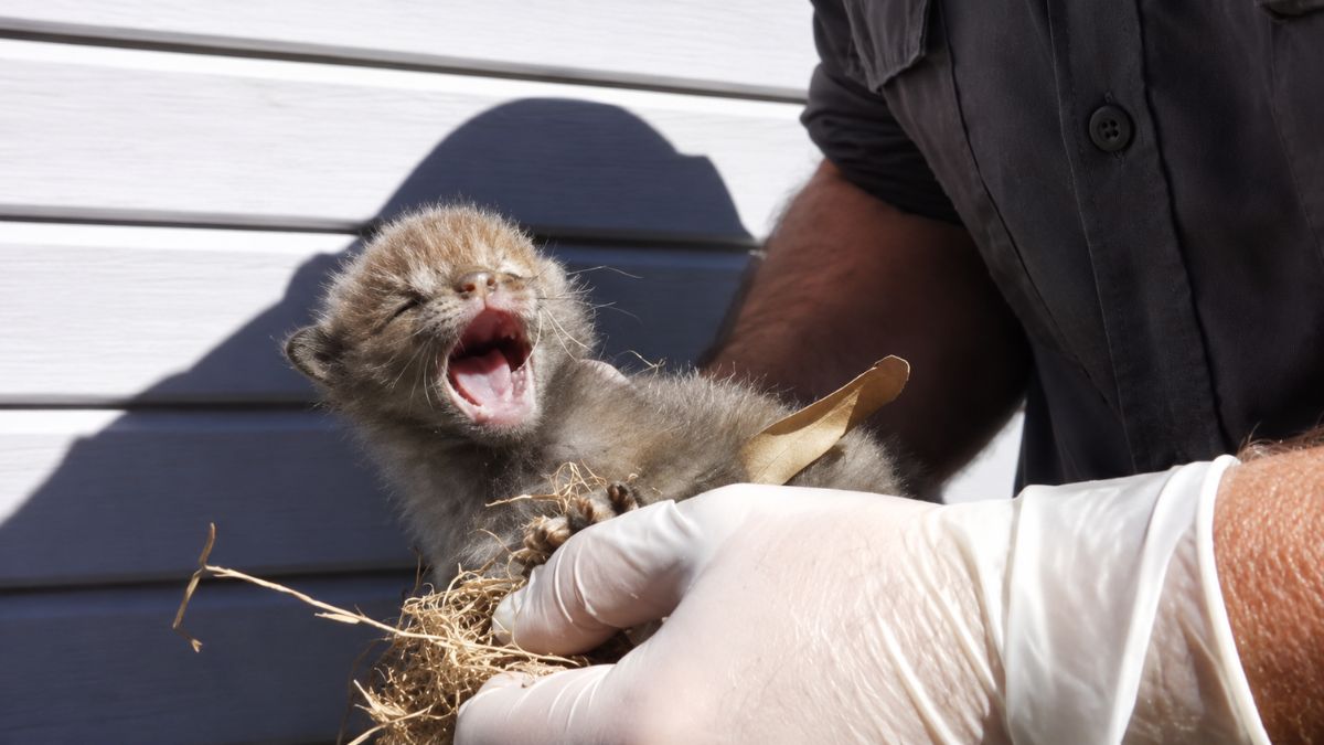 Tiny Fox Cubs Rescued From Under Shed After Rescuers Find More Babies Hidden Beneath