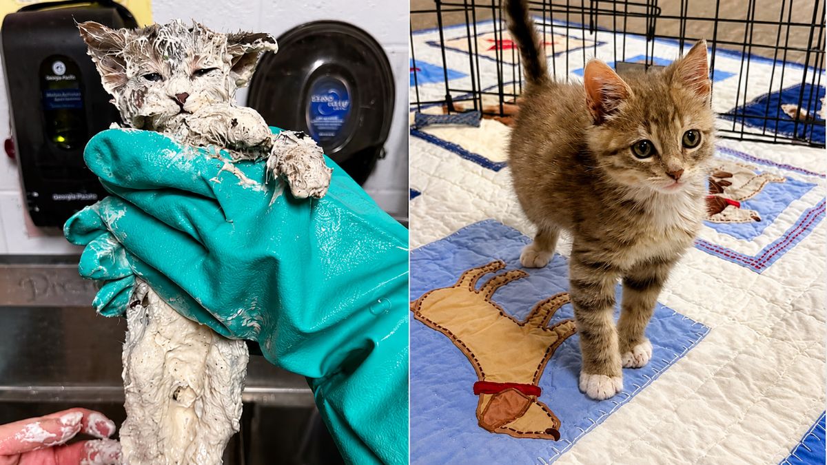 Tiny Kitten Found Covered in Glue Makes Incredible Recovery and Finds a Loving Forever Home
