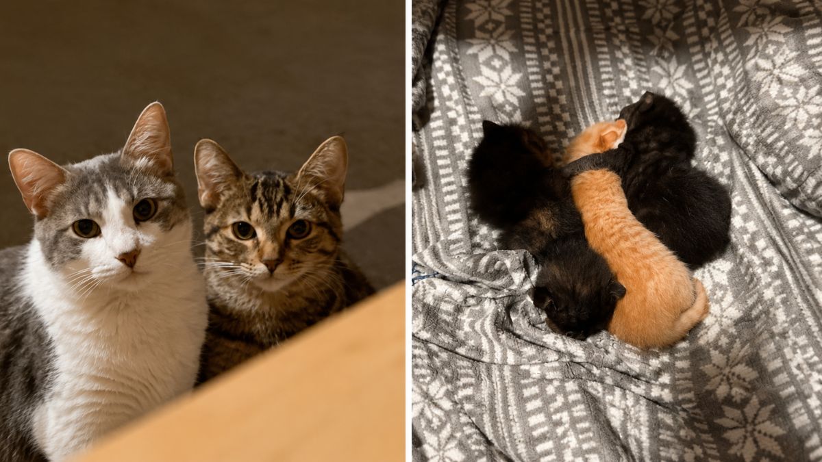 Trojan Cat Story – Stray Cat Gives Family A Surprise With 3 Hidden Kittens