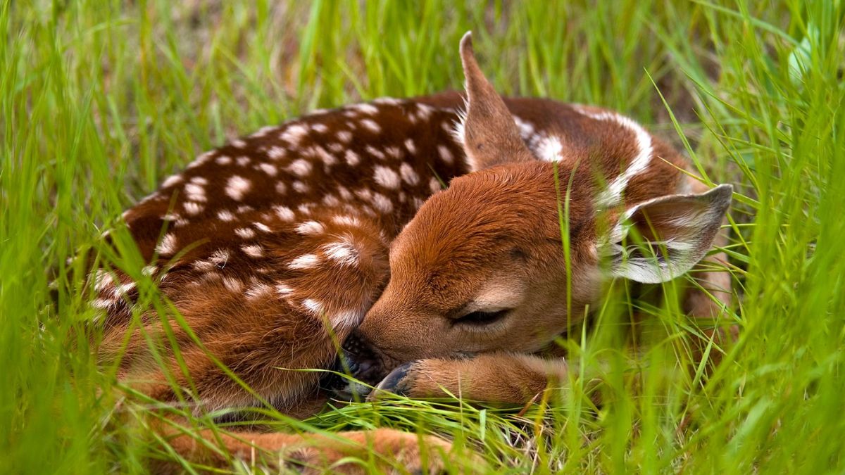 What to Do If You Find a Baby Deer Alone in Your Yard—Advice from Wildlife Experts