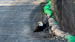 Construction Workers Find Bald Eagle Walking On Road And Quickly Realize He Needs Urgent Help