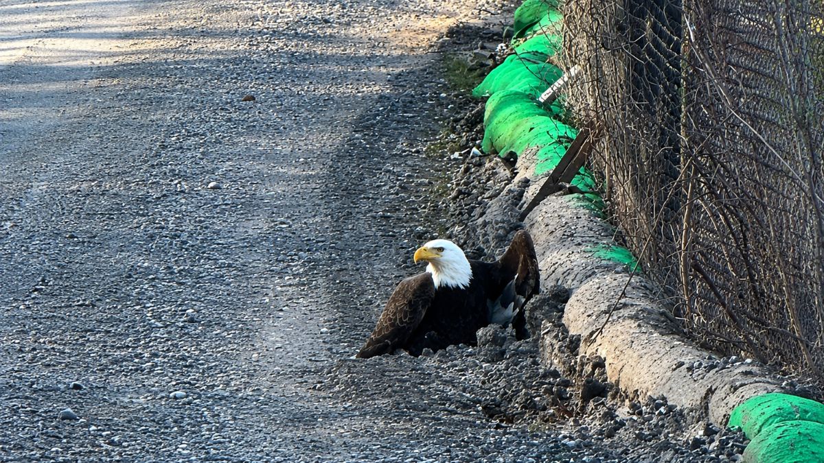 Construction Workers Find Bald Eagle Walking On Road And Quickly Realize He Needs Urgent Help