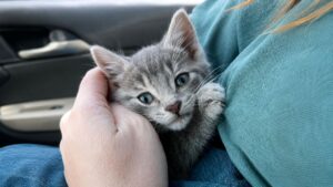 Couple Rescues Tiny Kitten Crying From Storm Drain And Names Him Love Bug