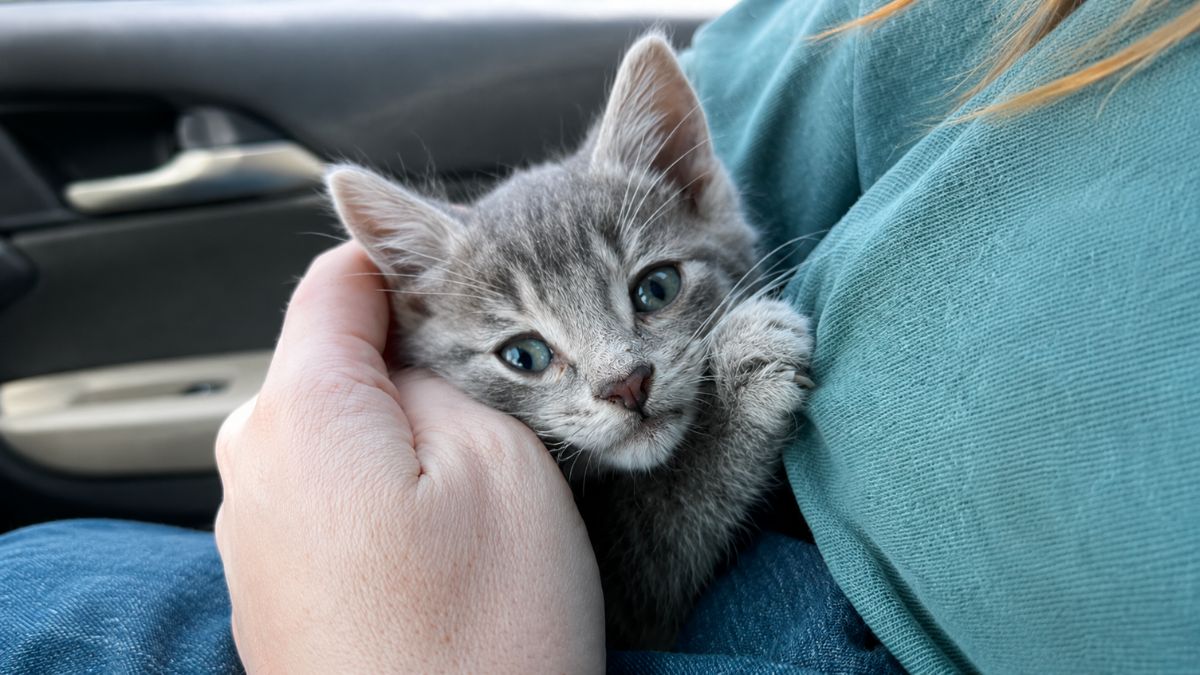 Couple Rescues Tiny Kitten Crying From Storm Drain And Names Him Love Bug