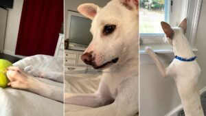 Deaf Rescue Dog Gets Life-Changing Surprise After Learning How To Play Again