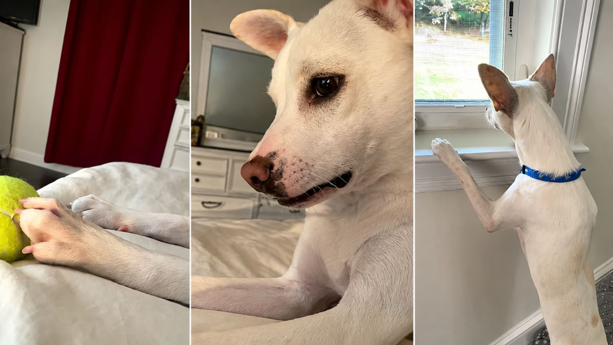 Deaf Rescue Dog Gets Life-Changing Surprise After Learning How To Play Again