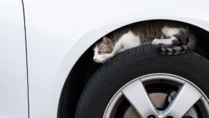 Driver Goes To Car Wash And Comes Home With A Rescued Kitten Named Rivian