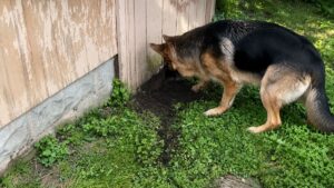 German Shepherds Refuse To Leave Locked Shed Until Owner Finds Tiny Kittens Trapped Inside
