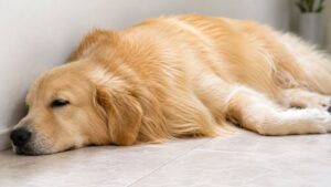 Golden Retriever Benny Melts Hearts With Sweet Bedtime Blanket Routine