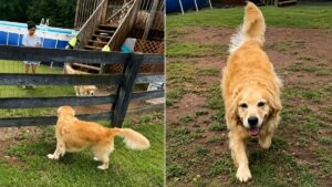 Golden Retriever’s Emotional Reunion With Sister After Puppyhood Melts Hearts Online