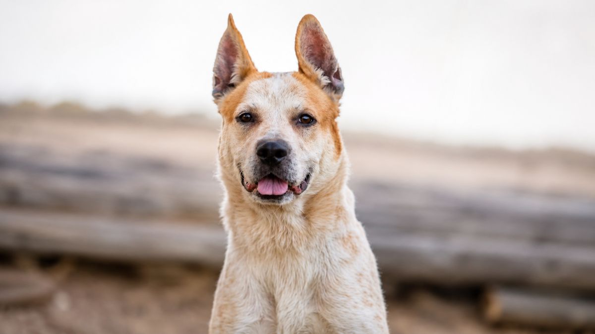 Heartbreaking Video Shows Shelter Dog’s Sad Reaction When She Thinks No One Is Coming Back