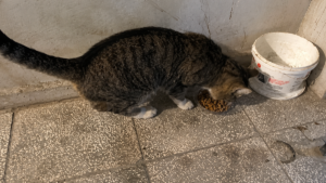 Long-Lost Stray Cat Reappears Years Later And Still Remembers His Favorite Human