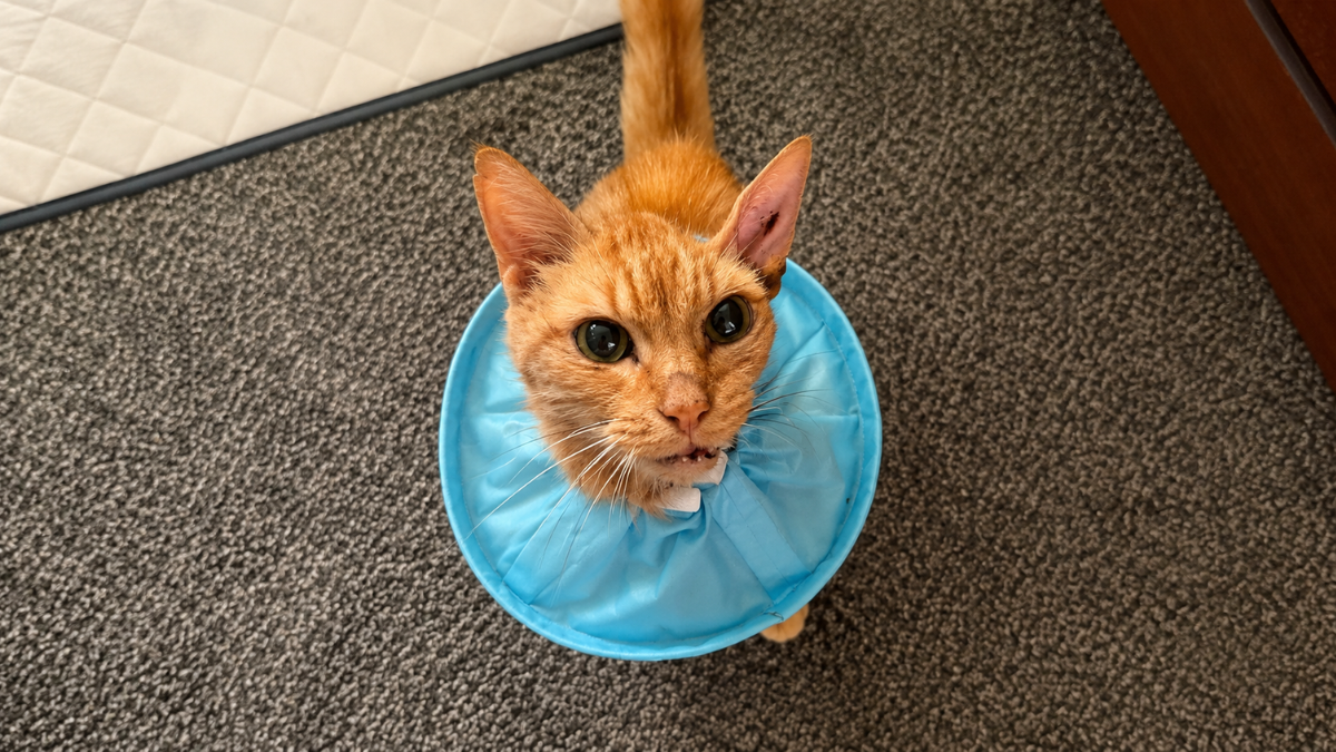 Missing Senior Cat Found Malnourished After 12.5 Years And Reunited With Tearful Family