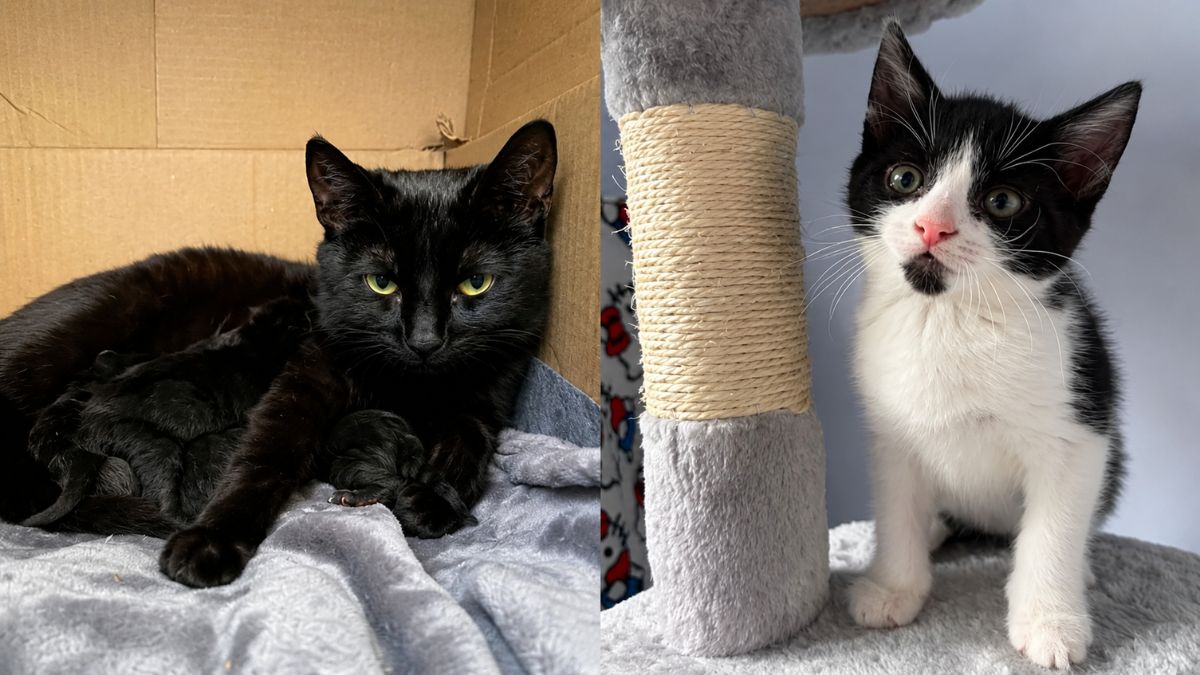 Newborn Kittens Show Pure Joy The Moment Their Mom Comes Back