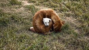 Rescuer Finds Stray Dog Protecting Her Puppy From Freezing Cold