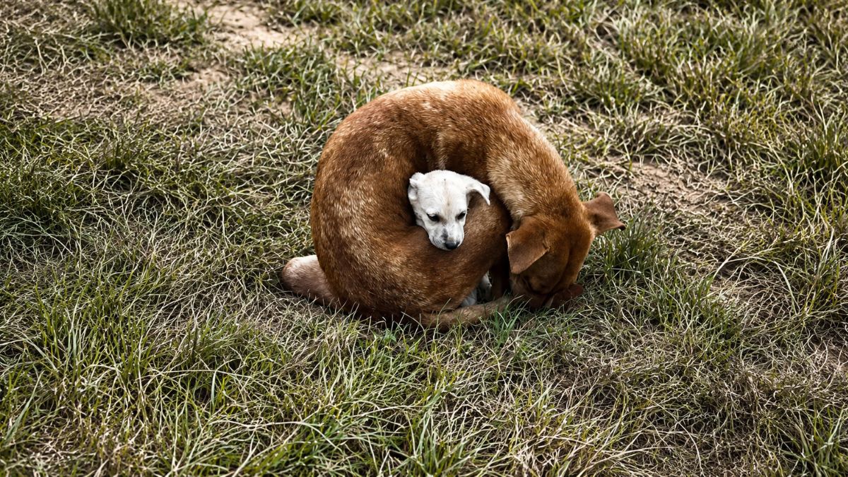 Rescuer Finds Stray Dog Protecting Her Puppy From Freezing Cold
