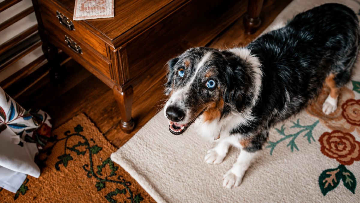 Senior Australian Shepherd Melts Hearts Waiting For His Puppy To Return From Daycare