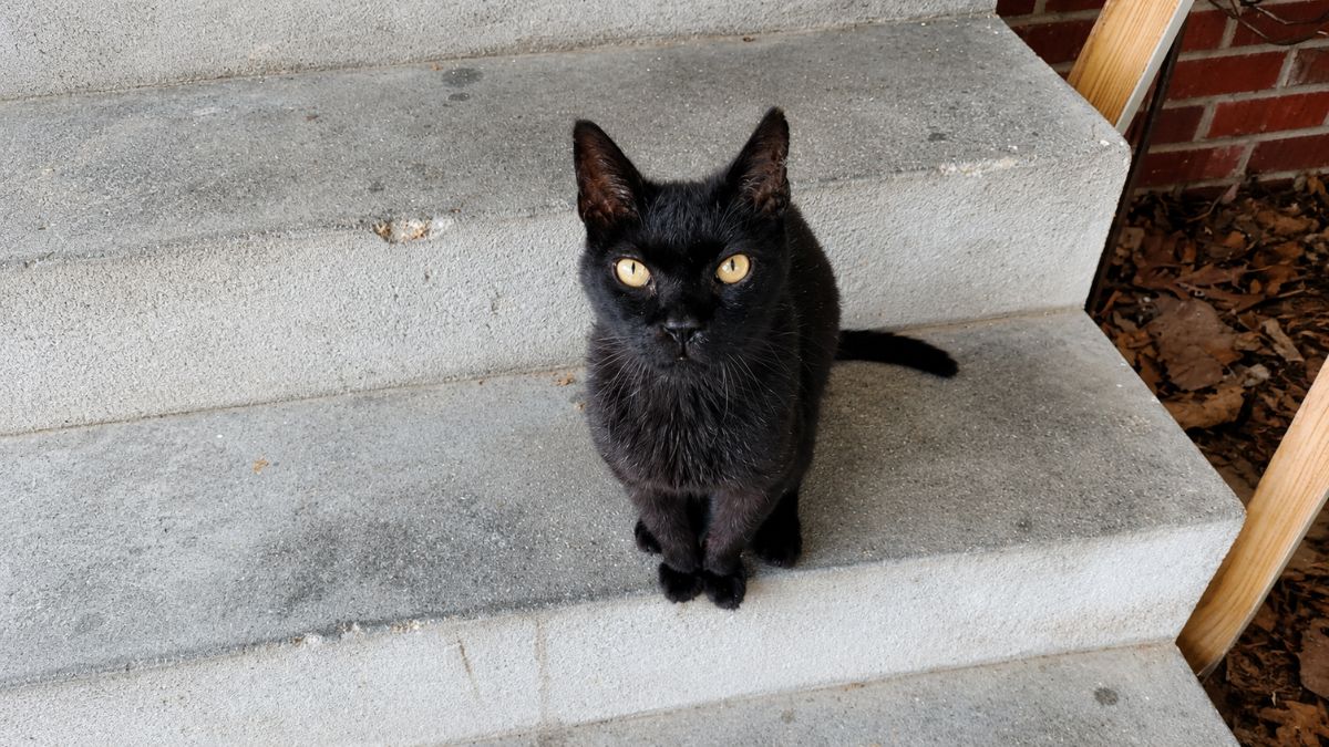 Senior Stray Cat Finds Forever Home After One Meal Leads To A Life-Changing Bond