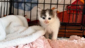 Shelter Volunteer Stunned After Fostering Kittens With Rare Fur Markings That Look Hand-Drawn