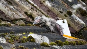 Soaked Baby Gull Rescued From Rooftop After Rainy Fall And Makes Heartwarming Fluffy Recovery