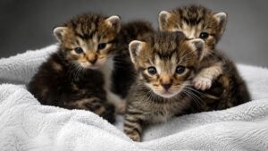 Stray Cat Rescued From Outside Home Gives Birth To Four Kittens Days Later