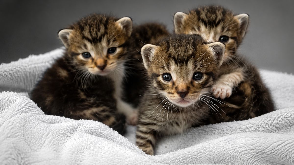 Stray Cat Rescued From Outside Home Gives Birth To Four Kittens Days Later