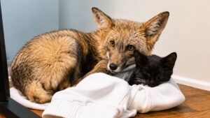 Tail-Less Fox Cub Rejected By Fur Farm Finds A Tiny Kitten Best Friend And Starts Acting Like A Cat