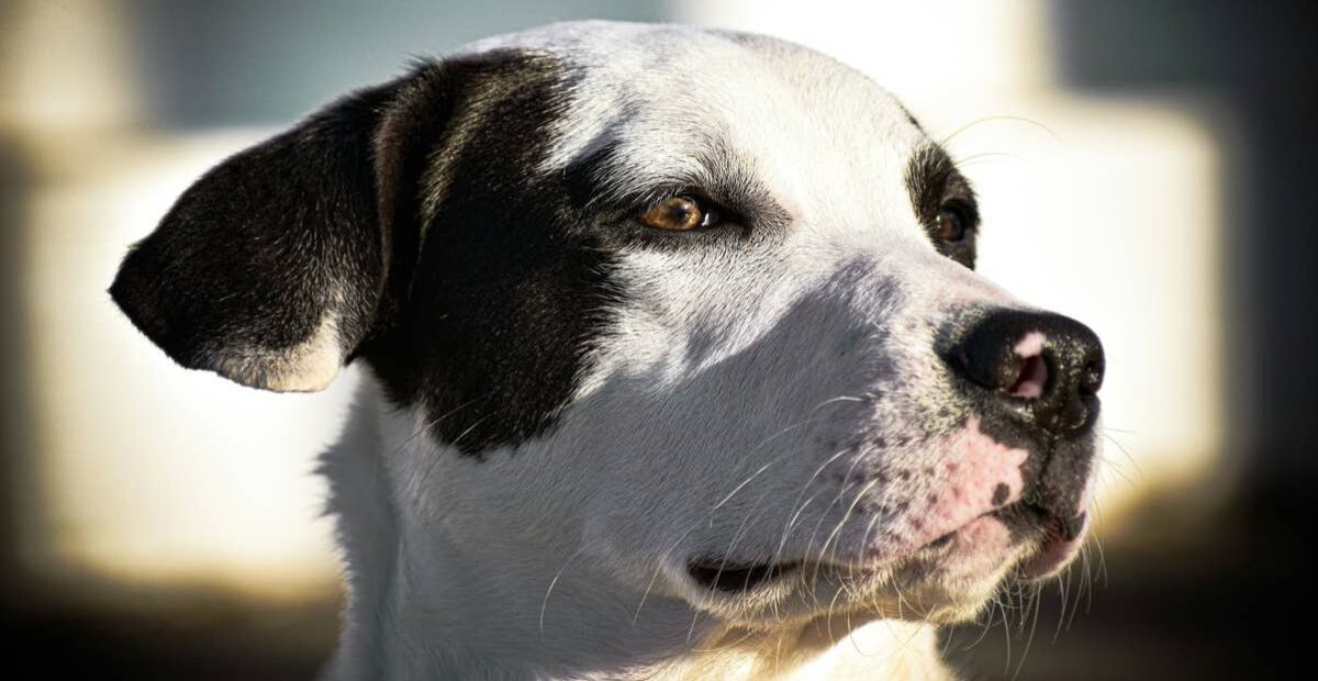 10-Year-Old Dog Returned to Shelter After 6 Years Still Wags His Tail at Every Visitor