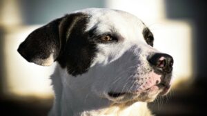 10-Year-Old Dog Returned to Shelter After 6 Years Still Wags His Tail at Every Visitor