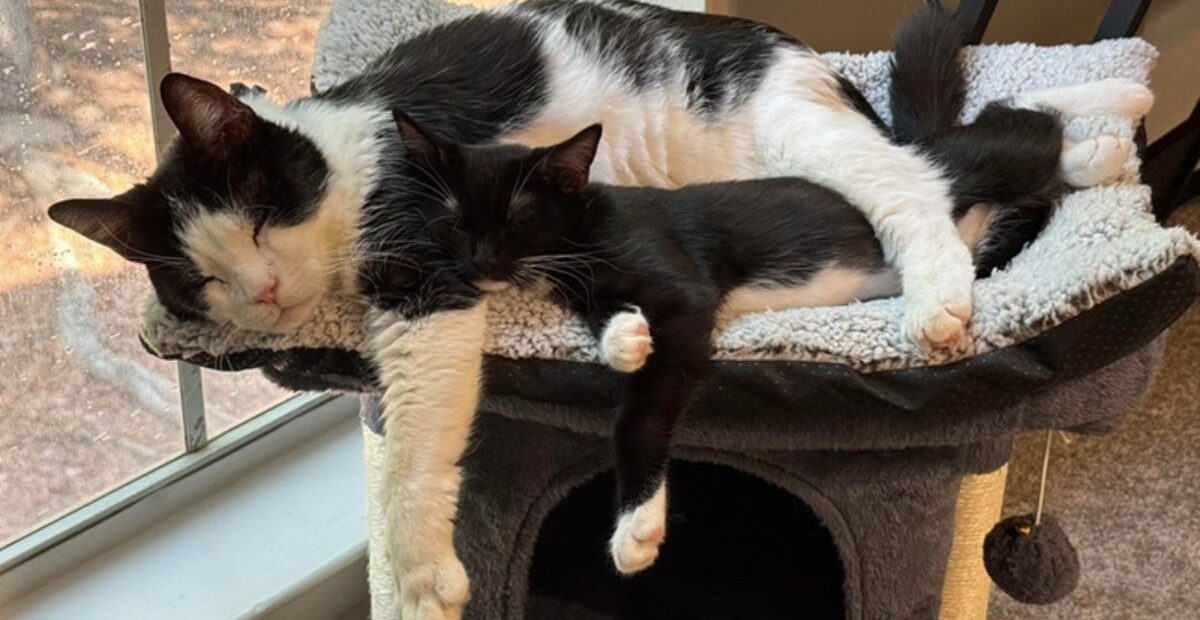 Celebrate National Cat Adoption Month With 23 Fluffy Felines Finding Their Forever Homes