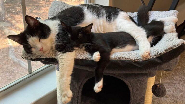 Celebrate National Cat Adoption Month With 23 Fluffy Felines Finding Their Forever Homes