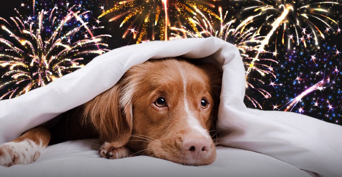 How to Help Your Pets Stay Calm During Fourth of July Fireworks