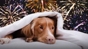 How to Help Your Pets Stay Calm During Fourth of July Fireworks