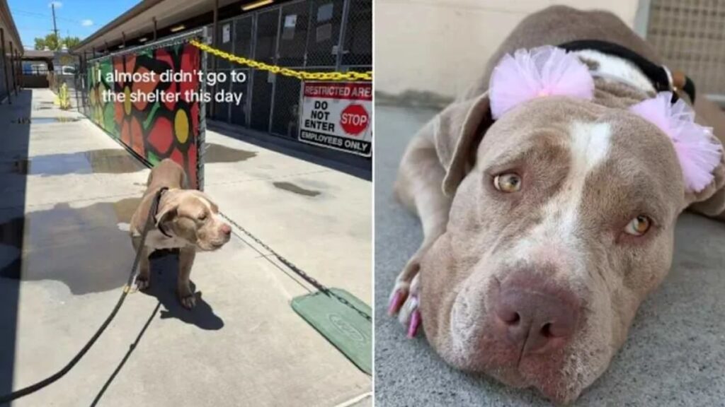 Human Almost Doesn’t Visit Shelter Mama Dog, Then Experiences Something Truly Beautiful
