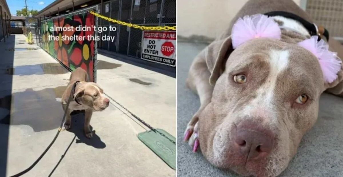 Human Almost Doesn’t Visit Shelter Mama Dog, Then Experiences Something Truly Beautiful