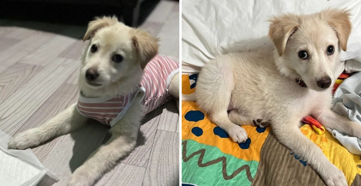 Owner Adopts Golden Retriever Puppy, Then Spots Something Unusual About His Ears