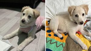 Owner Adopts Golden Retriever Puppy, Then Spots Something Unusual About His Ears