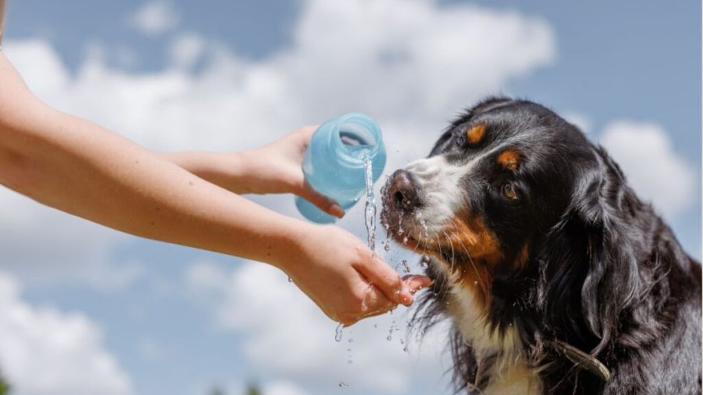 Ways to Protect Your Pets During Extreme Heat