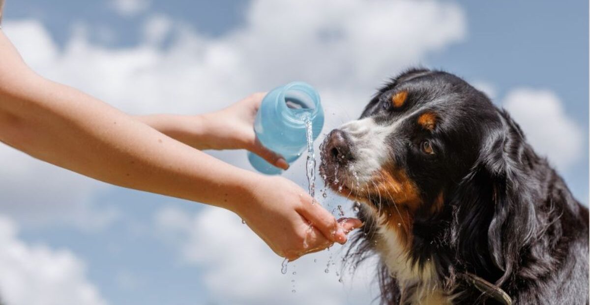 Ways to Protect Your Pets During Extreme Heat